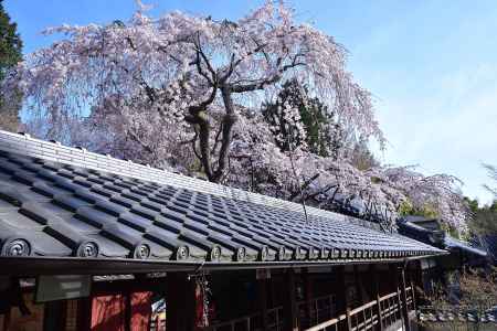 西山、甍の春景色