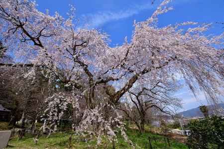 山科、静かな春