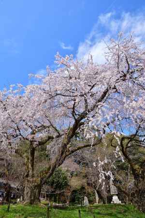 陽春、青空高く