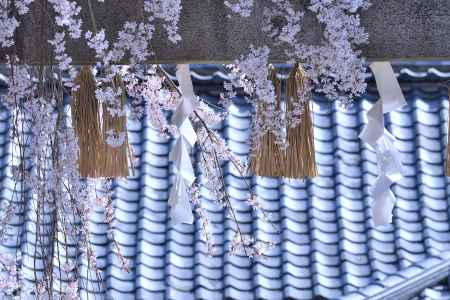社、桜花の願掛け