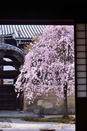 名刹の桜屏風