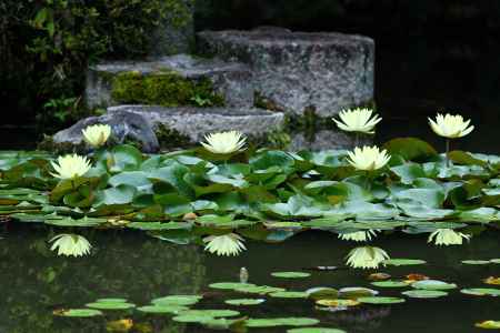 神苑、心の浄化