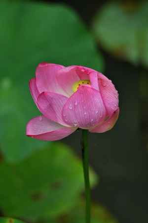 一乗寺、華の和み