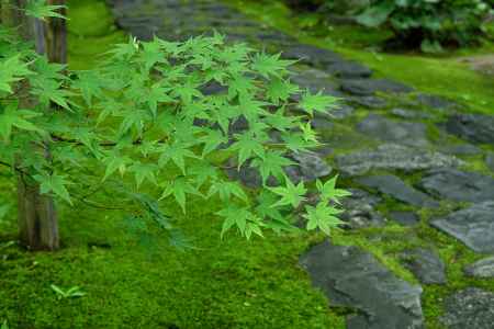 洛北、名刹の青椛