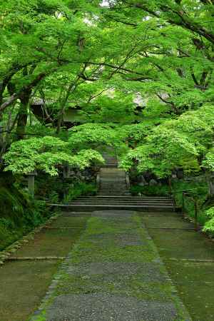 深緑、三門と石段