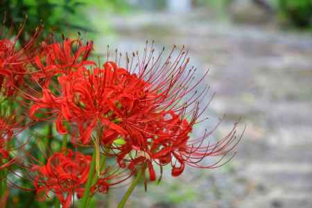 古刹、天界の赤