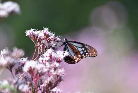 七草香る柚子の里