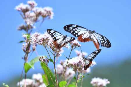 小春日和の渡り蝶