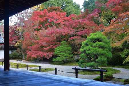 名園の彩もみじ