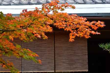 深秋の数寄屋