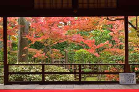 静寂の紅葉拝観