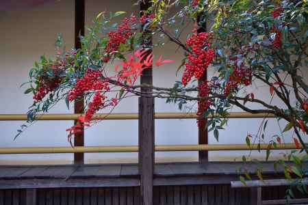 好転祈願の朱い実