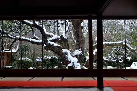 五葉松、雪化粧