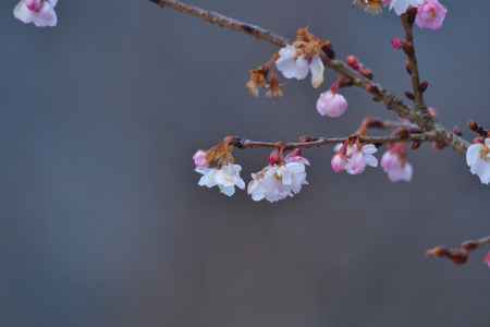 冬咲きの小桜