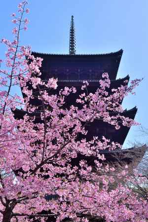 護国寺の桜便り
