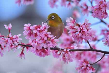 小鳥たちの桜祈願
