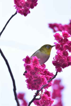 長徳寺　緋色の春化粧