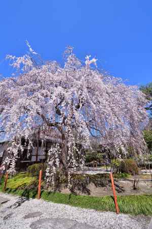大桜、春風に揺れ
