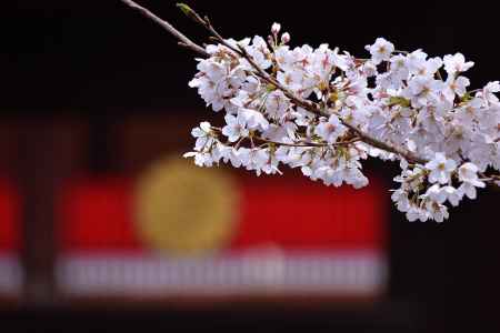 寺之内、春の朱印