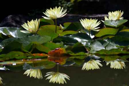水の精たちの競演