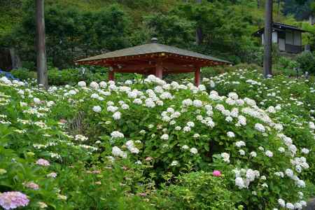 札所の花めぐり