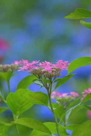 宇治の札所、七変化