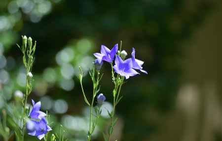 清楚、紫の七草