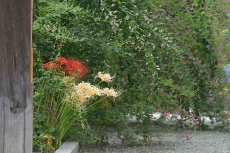 かましきさんの花盛り