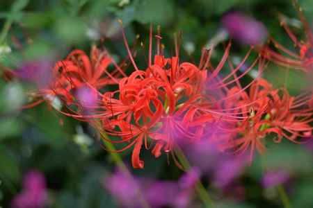 中秋の曼殊沙華