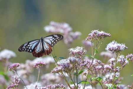 七草揺れる柚子の里