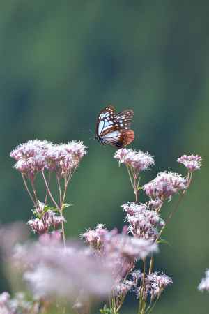 山里、藤色の芳香