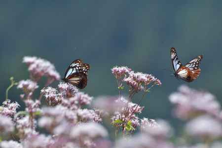 渡り蝶の癒し