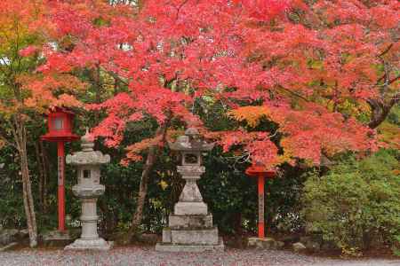 霜月、椛の祈願