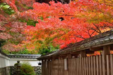 矢田宮, 錦秋の便り