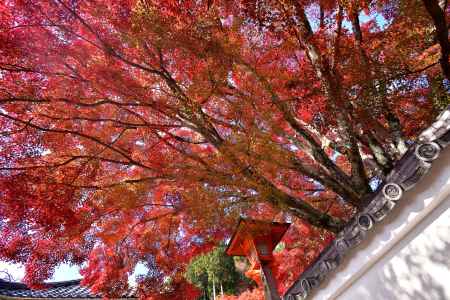 秋深まる大原野