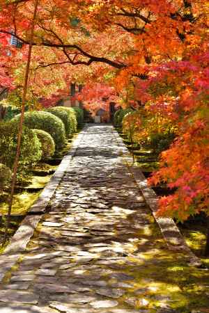 山城、名刹楓図