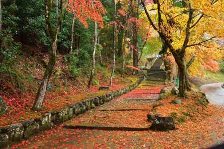 散りの彩葉（いろは）図