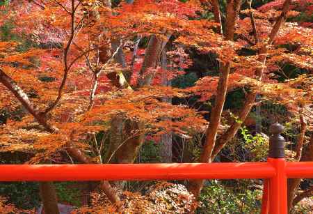 楓彩る東山