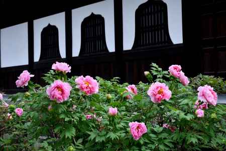 伽藍、春の花頭窓