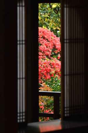 花頭窓の花灯り