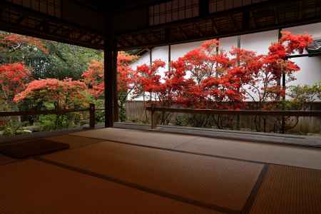 大雄院の紅き龍