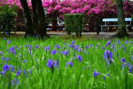 社、水辺の彩り