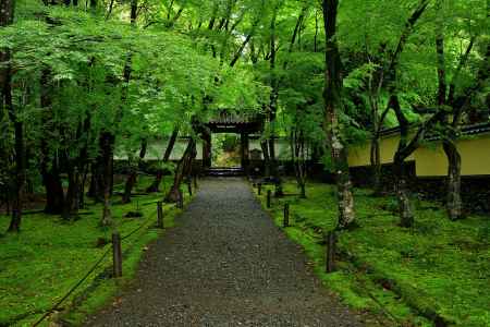 苔と青葉の参拝