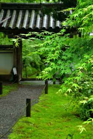 新緑揺れる苔の寺