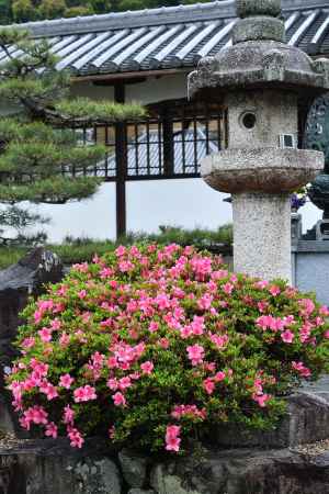 躑躅の禅寺