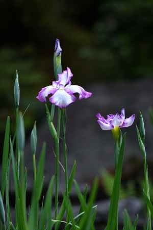 しなやか花菖蒲