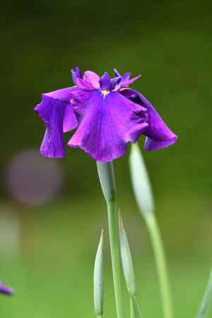 花菖蒲の佇まい
