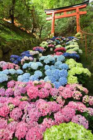 梅雨空の花祈願
