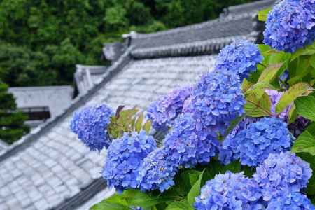 西山、伽藍の手毬花
