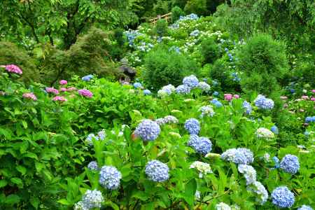 西山、梅雨空の花めぐり